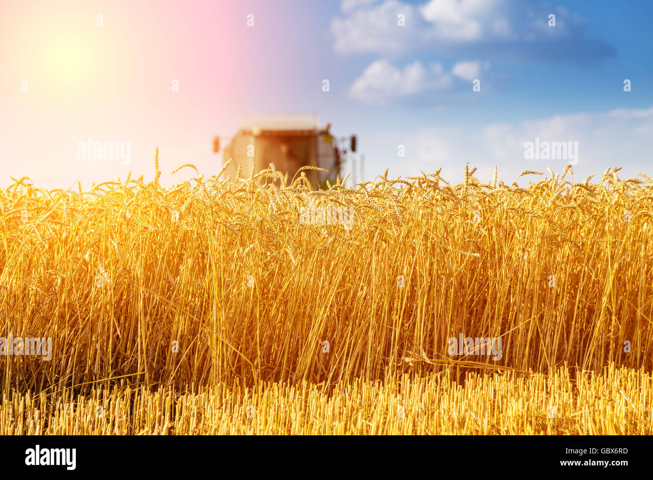 Moissonneuse batteuse en action sur le champ de blé Banque D'Images