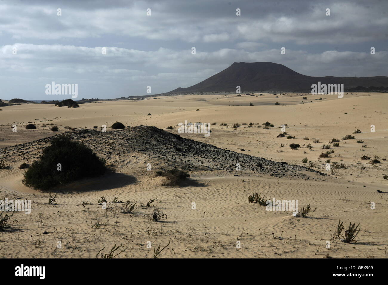 L'Sanddunes de Corralejo, au nord de l'Île Fuerteventura sur l'île des Canaries de l'Espagne dans l'océan Atlantique. Banque D'Images