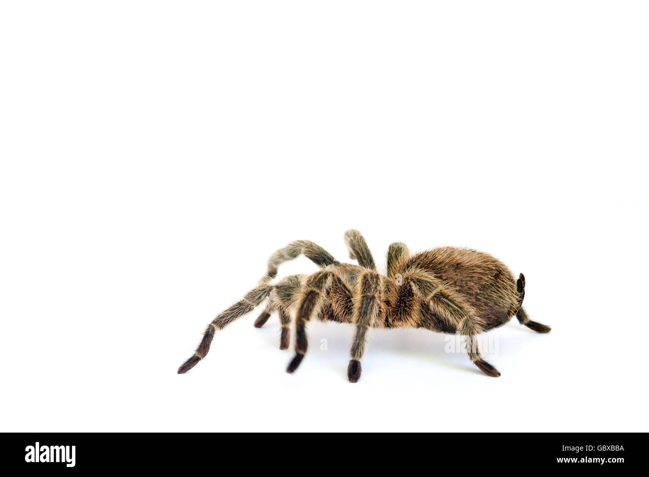 Rose chilien tarantula, rose hair tarantula, Grammostola rosea Banque D'Images