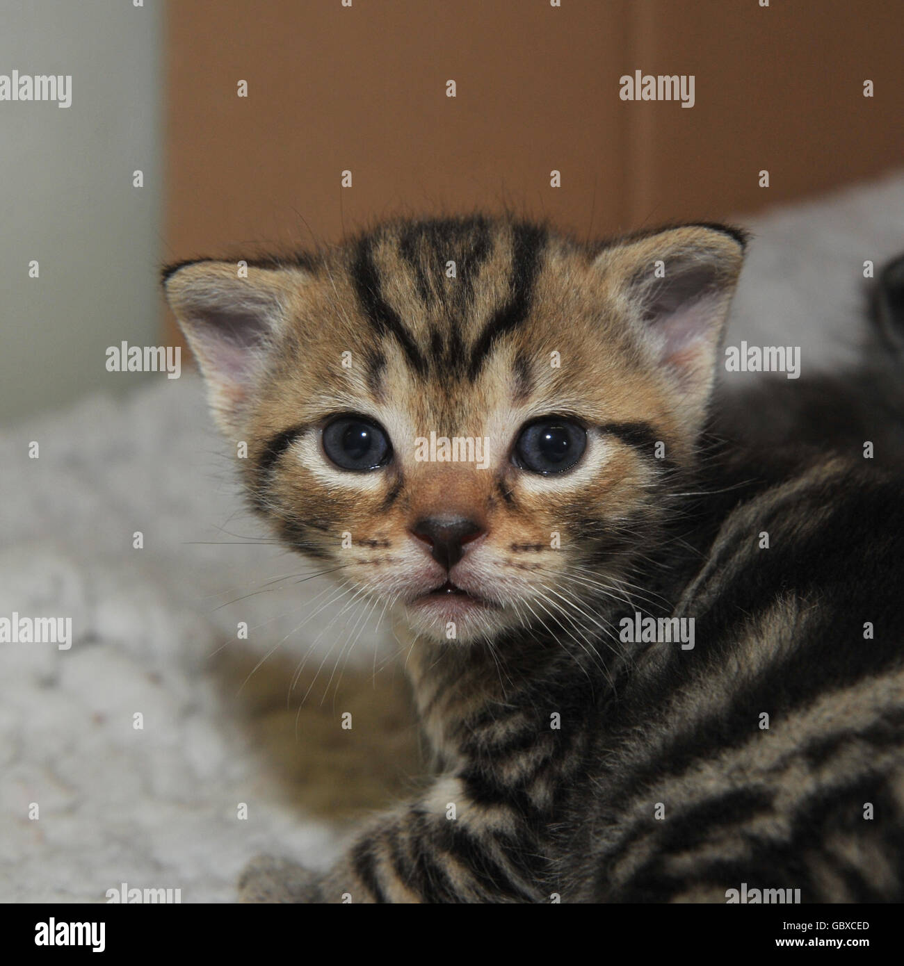 Chaton Banque D'Images