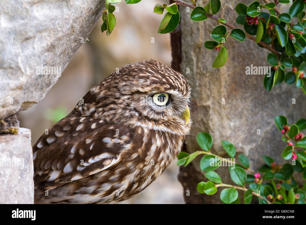 Petit hibou, oiseau de proie, athena noctua Banque D'Images