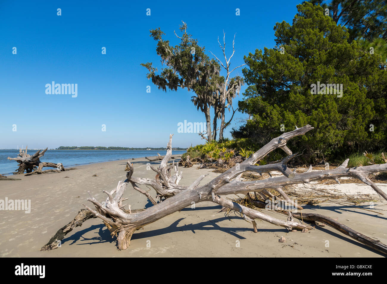 Les arbres morts sur Driftwood beach, Jekyll Island, GA, USA Banque D'Images