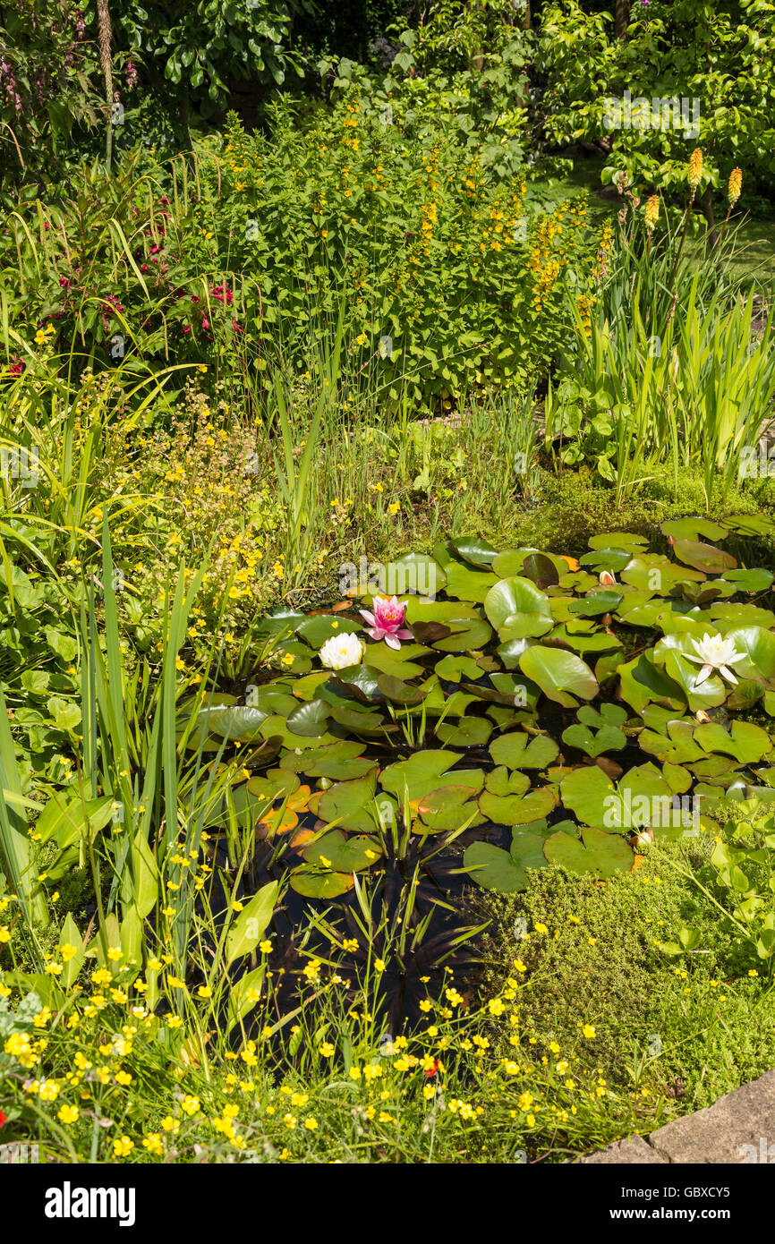 Étang de jardin dans quartier résidentiel jardin arrière, Angleterre Banque D'Images