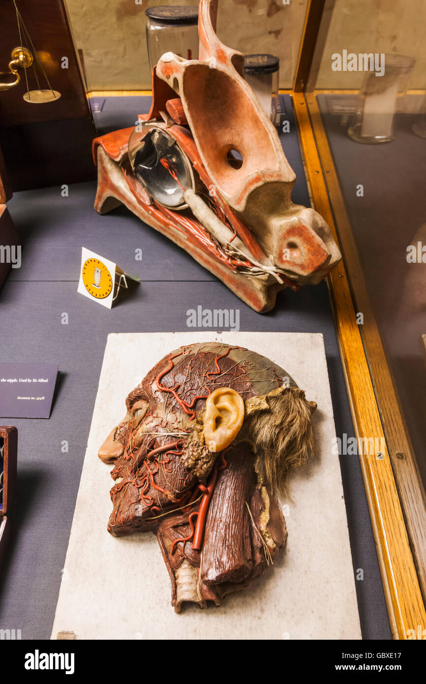 L'Angleterre, l'Oxfordshire, Oxford, Musée de l'histoire des sciences, l'affichage des muscles du visage montrant la tête de cire Banque D'Images