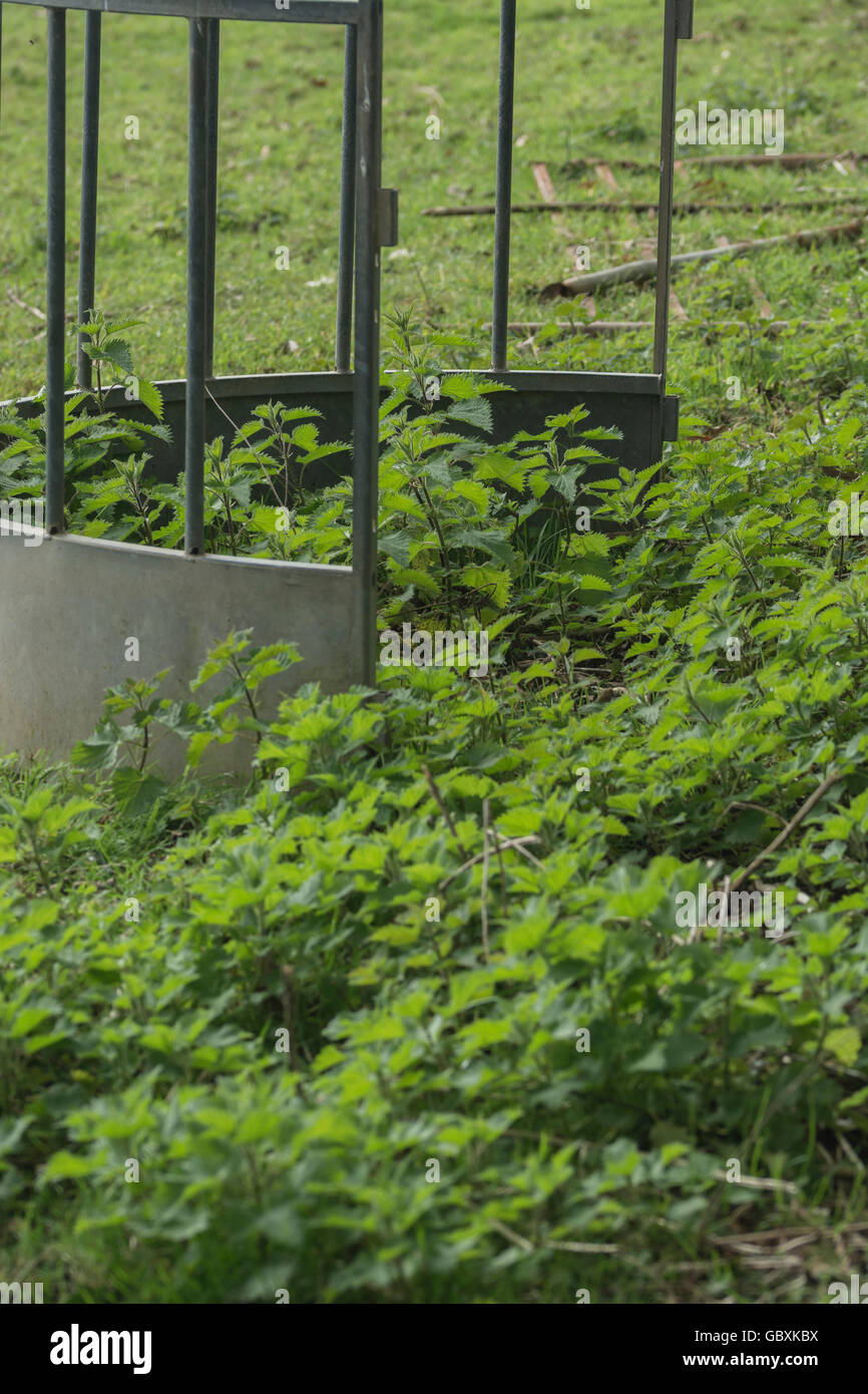 Image d'engraisseurs de bovins circulaire dans le champ, entouré d'orties / Urtica dioica - un substitut d'épinards. Piqûre douloureuse concept, lit d'orties. Banque D'Images