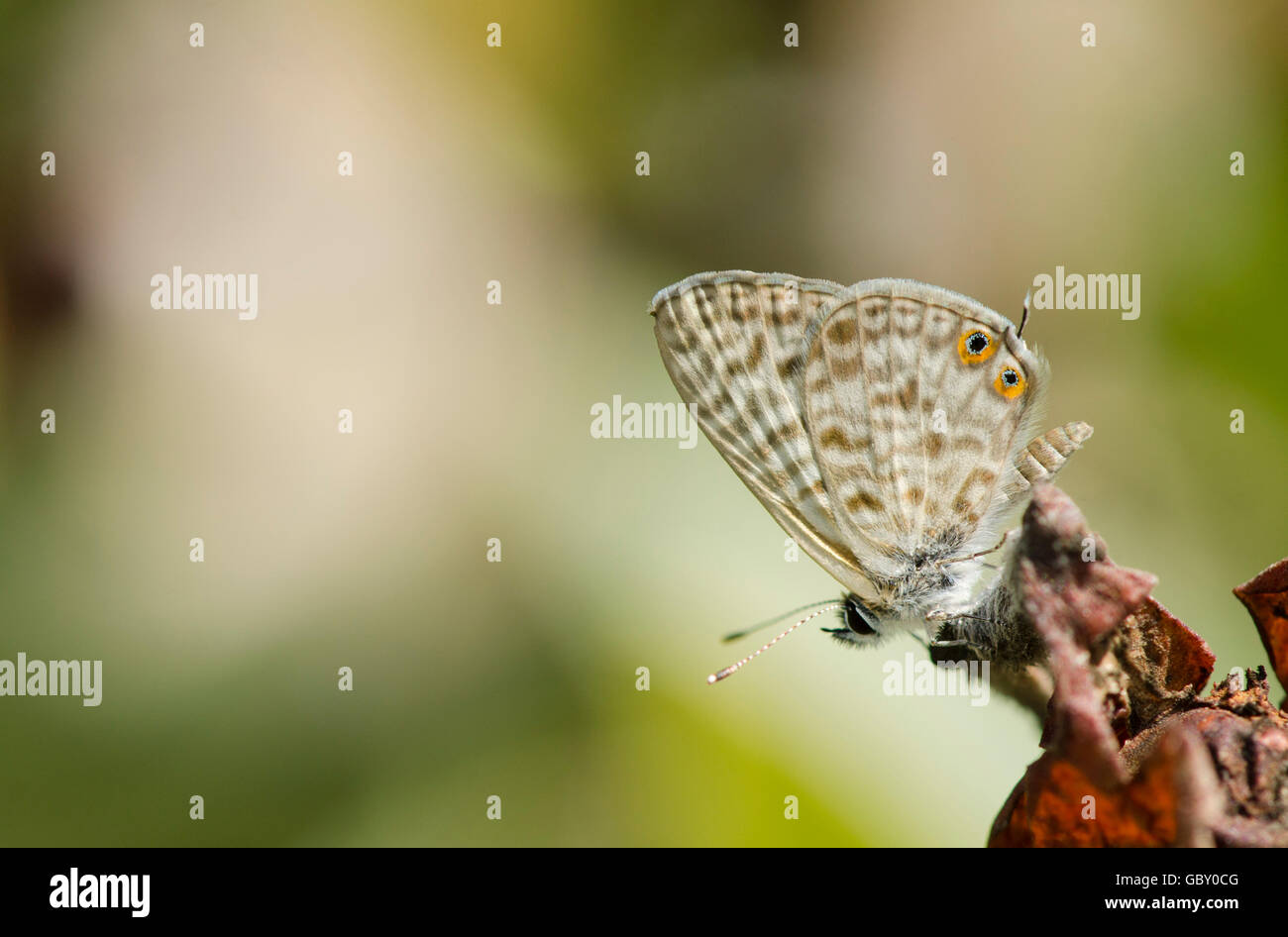 Zebra Blue commun, lang's short-tailed blue, Leptotes pirithous, papillon, Espagne. Banque D'Images