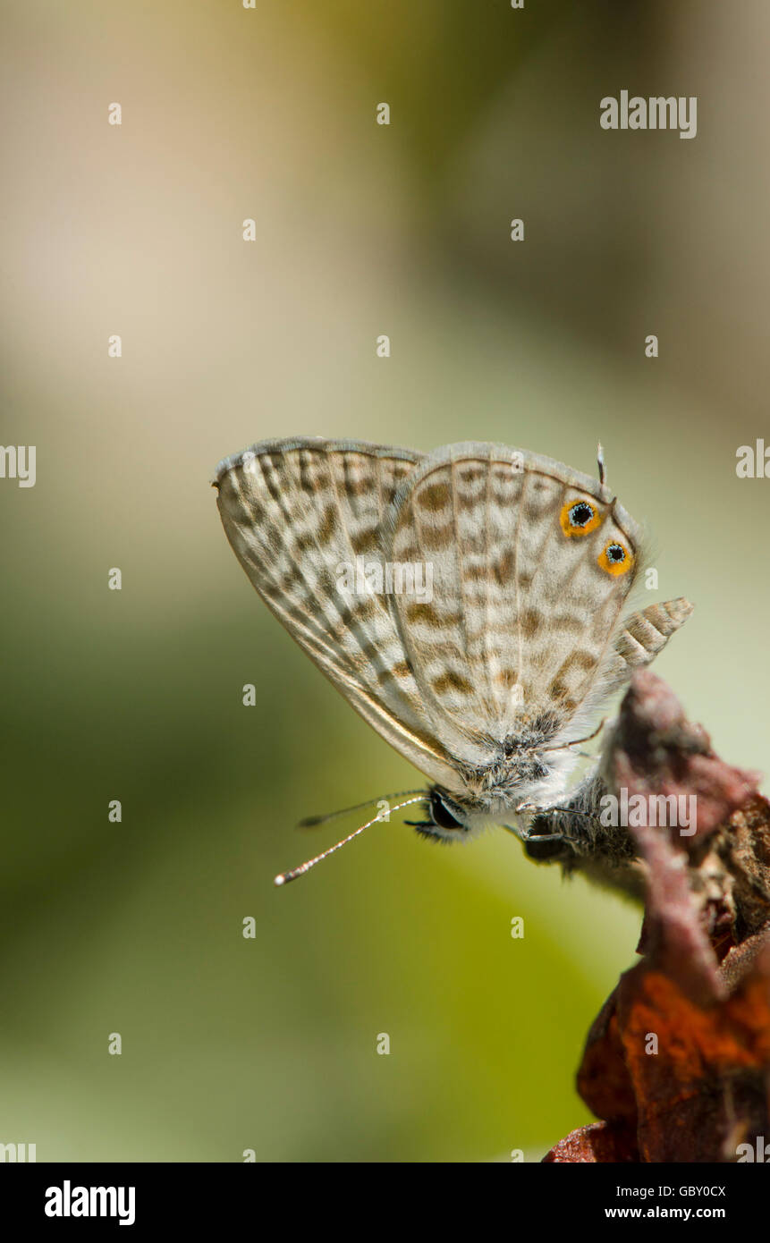Zebra Blue commun, lang's short-tailed blue, Leptotes pirithous, papillon, Espagne. Banque D'Images
