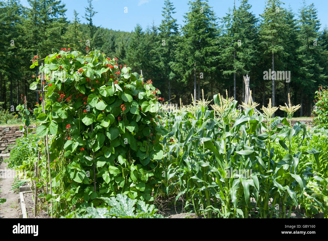 Wigwam de haricots (Phaseolus coccineus) et du maïs (Zea mays) dans un allotissement à jardin Rosemoor dans le Devon, Angleterre, Royaume-Uni Banque D'Images