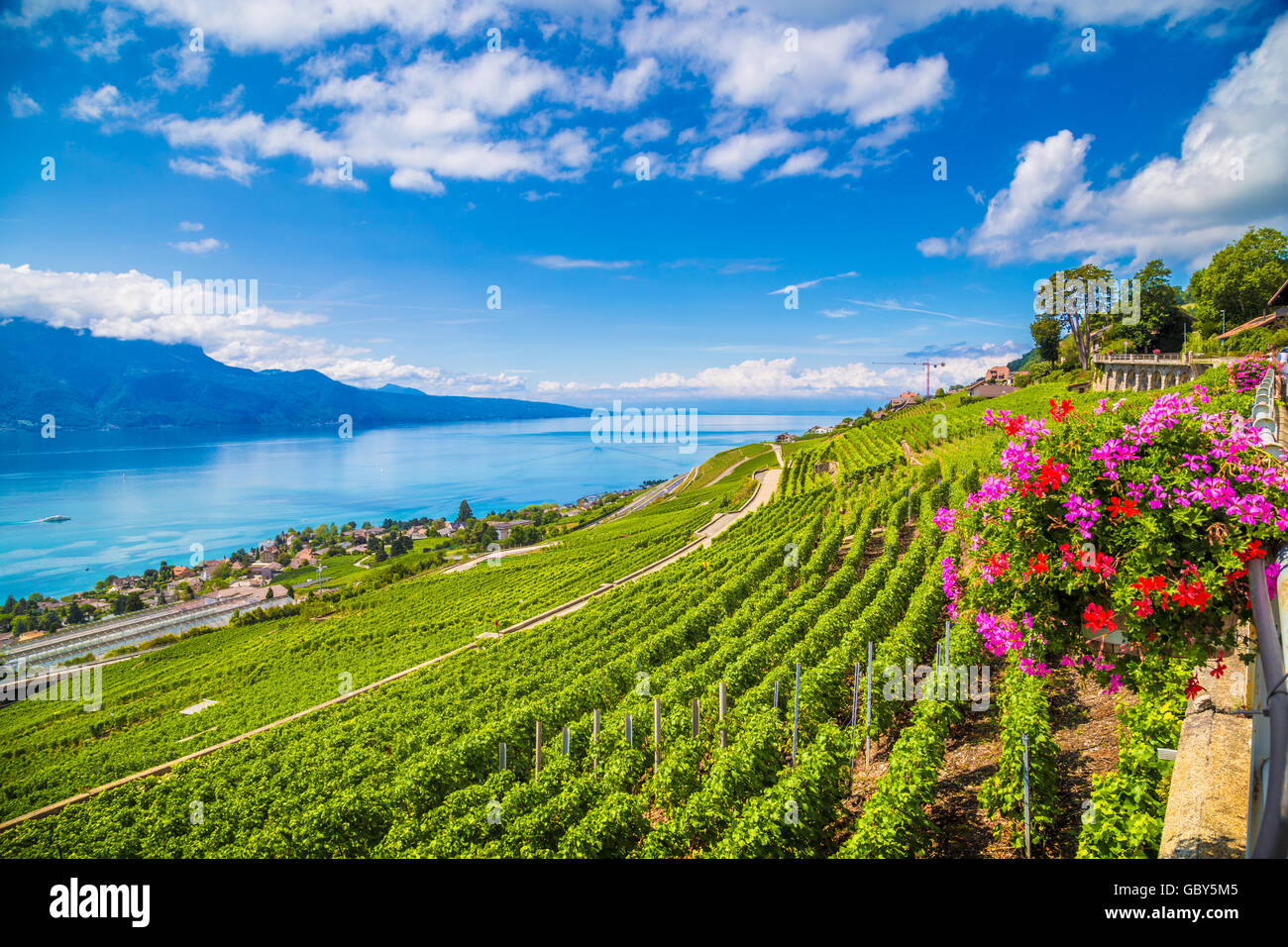 Terrasses du vignoble au lac Genève en célèbre région viticole de Lavaux, Site du patrimoine mondial de l'UNESCO depuis 2007, le Canton de Vaud, Suisse Banque D'Images