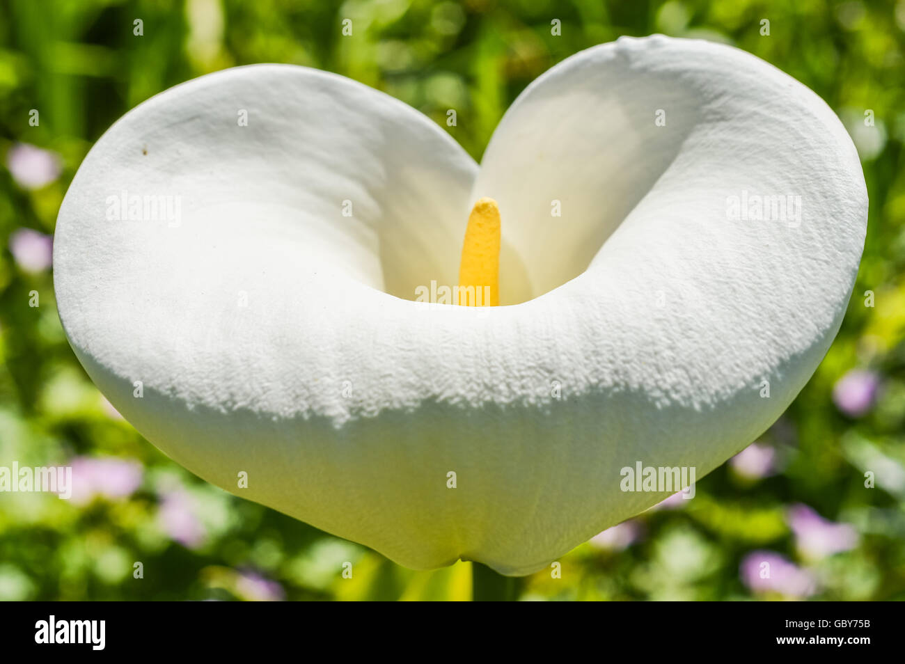 Calla lily flower Banque de photographies et d'images à haute résolution -  Alamy