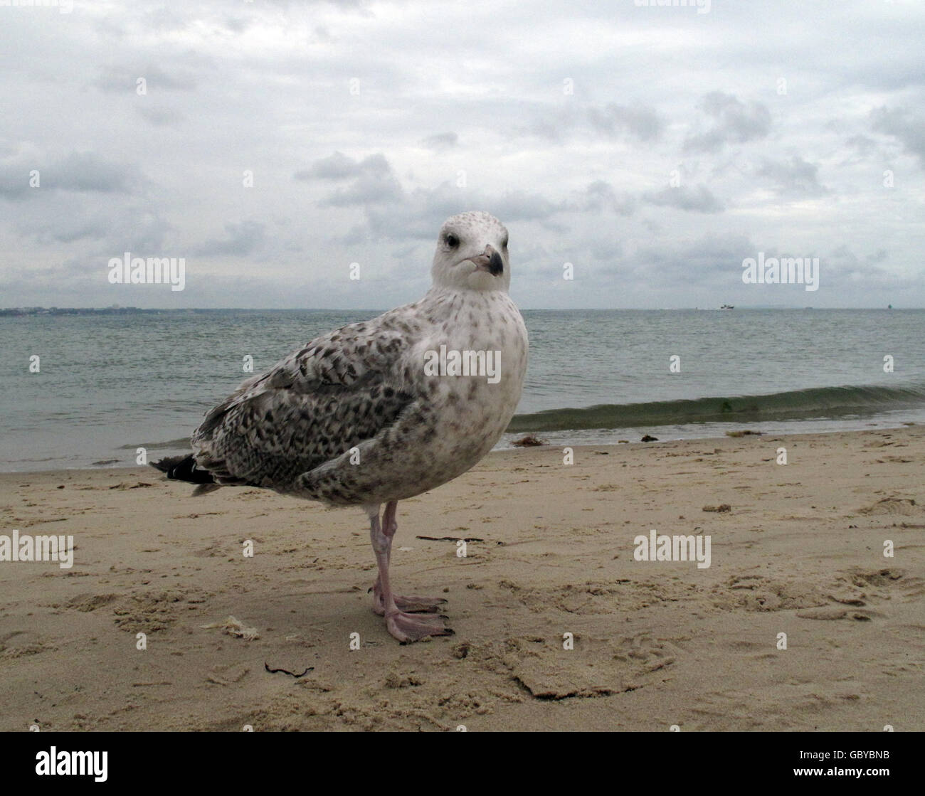 Bébé mouette. Un bébé mouette sur la plage de Studland, Poole. Banque D'Images