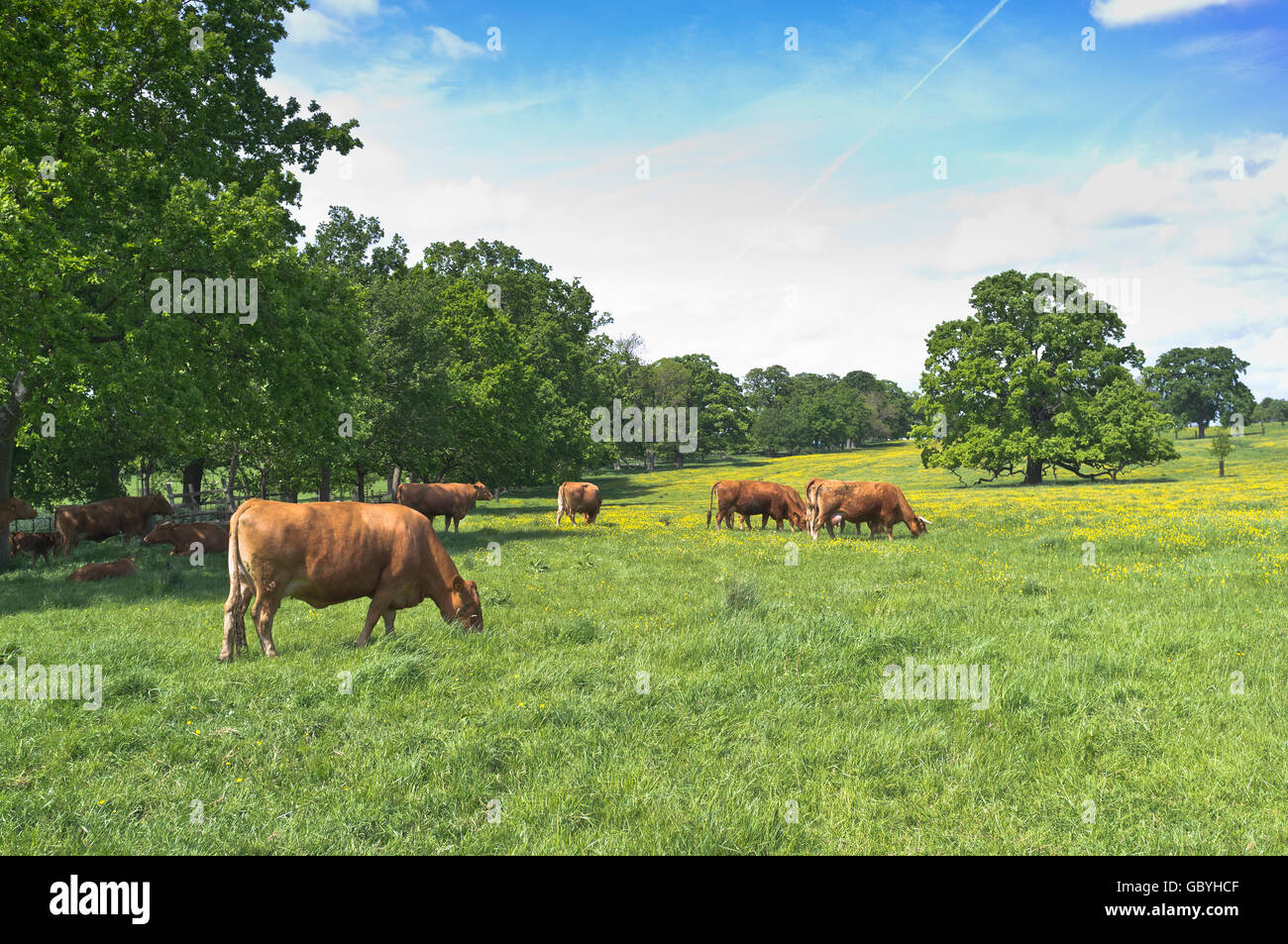 dh bovins de boucherie paître COTSWOLDS GLOUCESTERSHIRE vaches dans le champ de coupe de beurre a champs uk grass angleterre troupeau paysage Banque D'Images