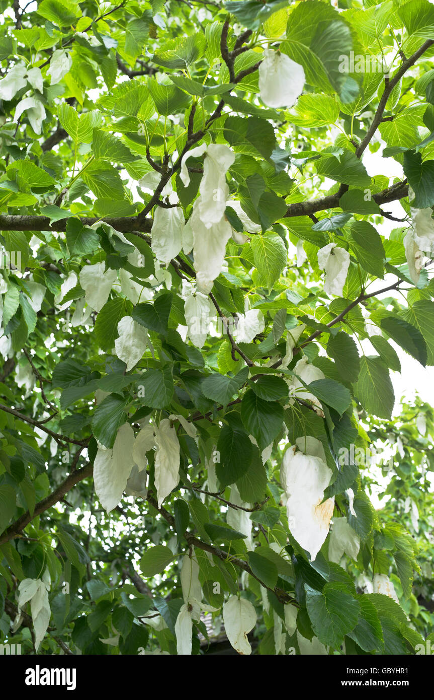 Dh Davidia involucrata ARBRE VERT MOUCHOIR Royaume-uni les feuilles et les arbres de la direction générale Banque D'Images