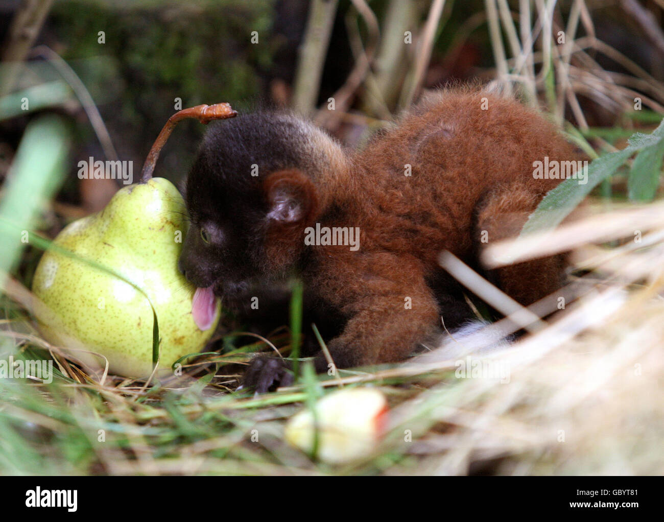 Ruffles, vieux de deux semaines, le Red Ruffed Lemur enquête sur une poire à Lemur Land, dans le parc safari de Blair Drummond. C'est le premier exemple de l'espèce en voie de disparition qui est née dans le parc. Banque D'Images