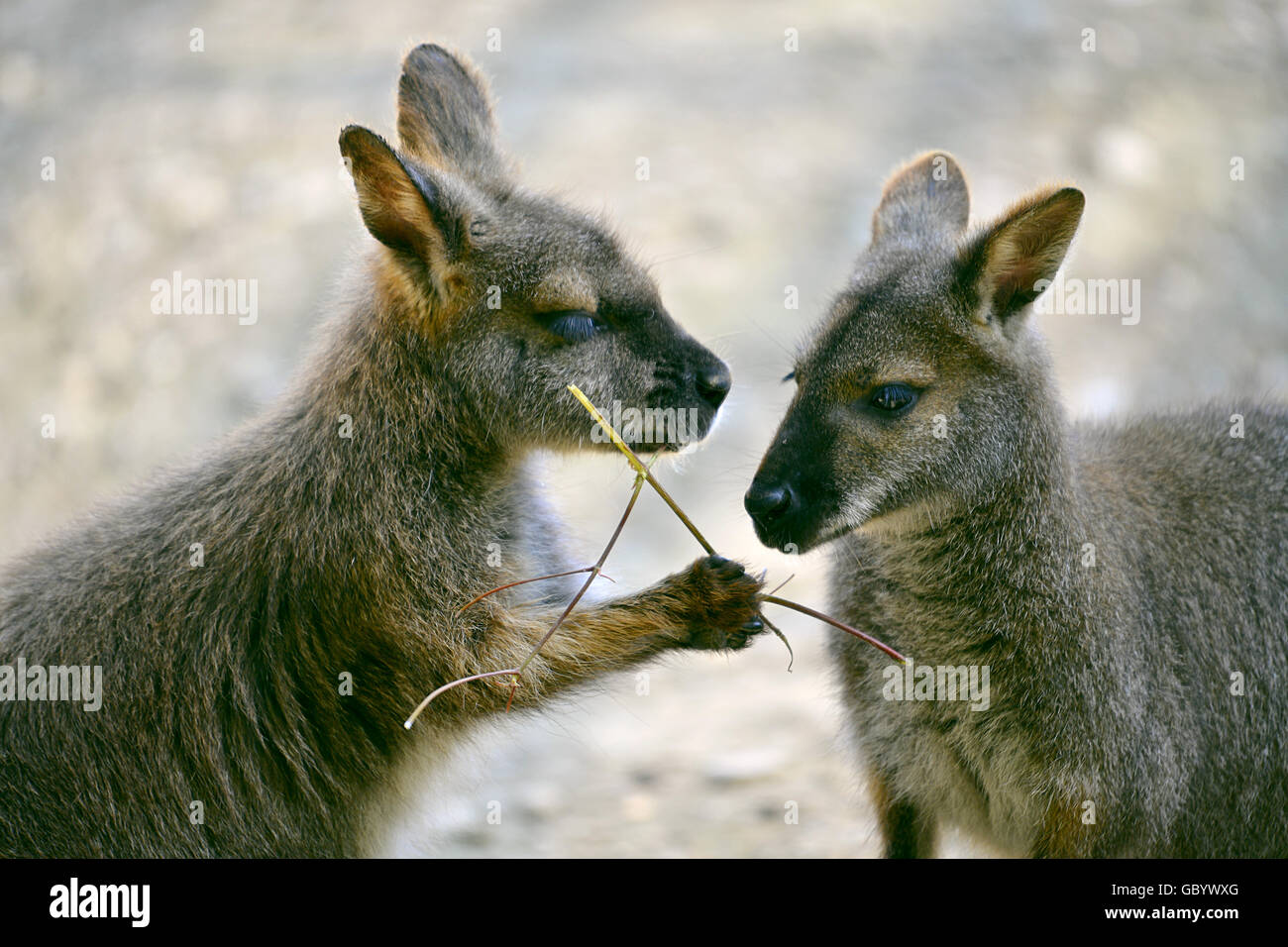 Portrait de deux wallabies de Bennett, ou des wallabies (Macropus rufogriseus) Banque D'Images