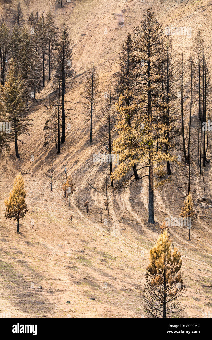 Pins brûlés sur paysage de colline carbonisée d'érosion du sol après une catastrophe naturelle de forêt Les feux de forêt Banque D'Images