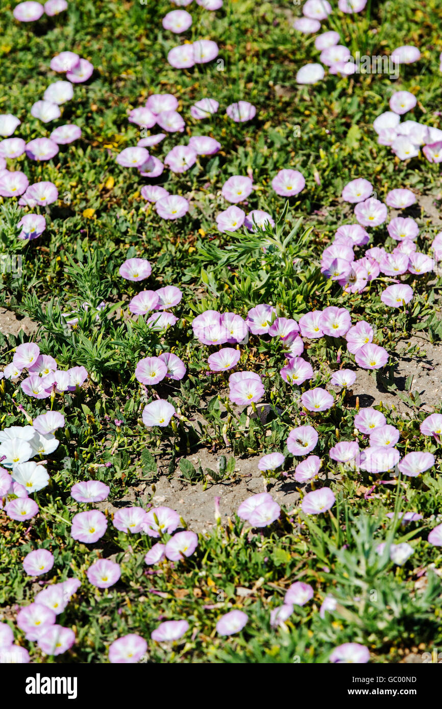Le liseron des champs Convolvulus arvensis ; ; gloire du matin ; la famille Convolvulaceae, croissant sur le centre du Colorado ranch ; USA Banque D'Images