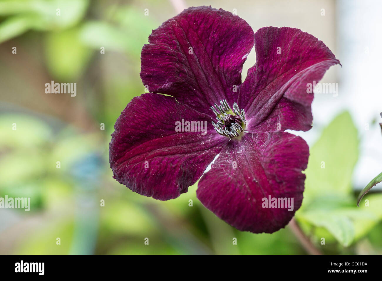 La fleur d'une clématite 'Royal Velours' Banque D'Images