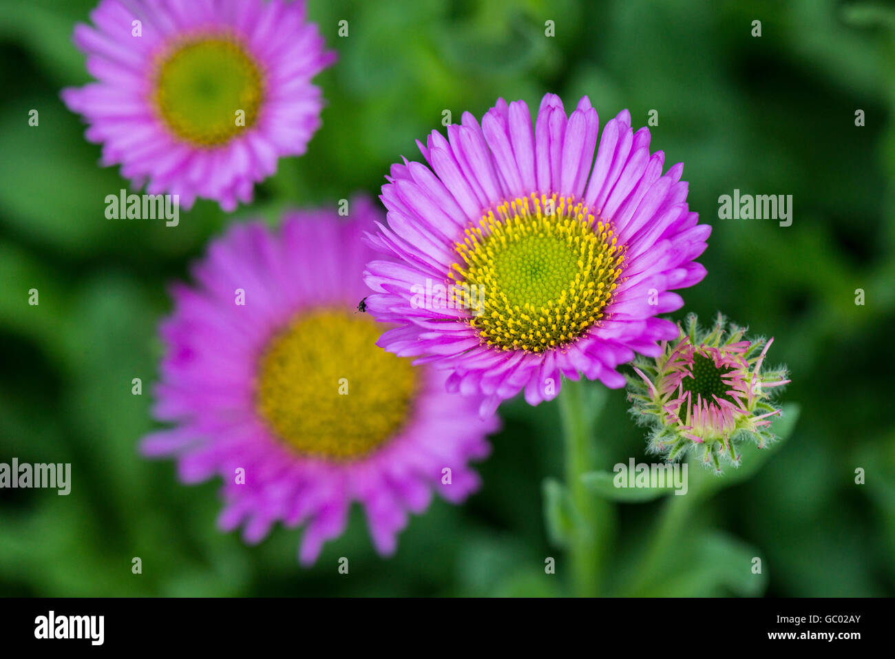 Les fleurs d'un aster plage (Erigeron glaucus) Banque D'Images
