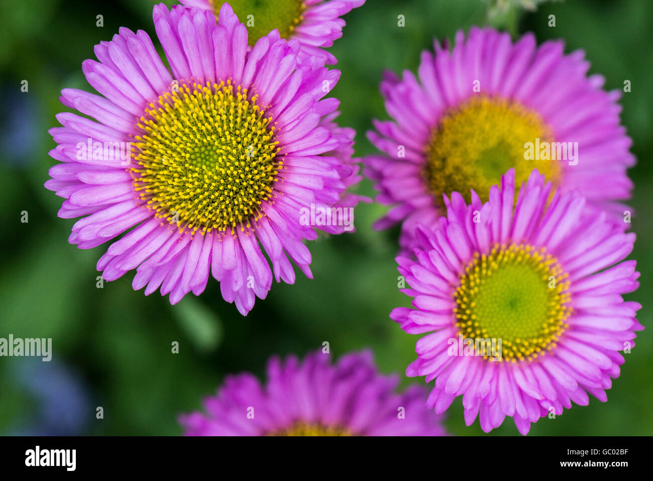 Les fleurs d'un aster plage (Erigeron glaucus) Banque D'Images