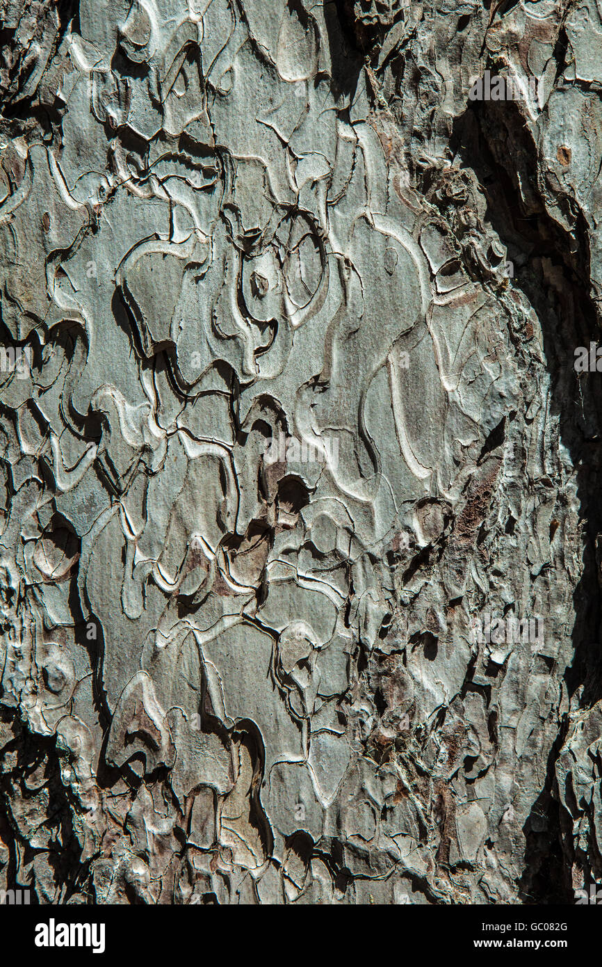 Pinus nigra subsp. laricio Banque D'Images