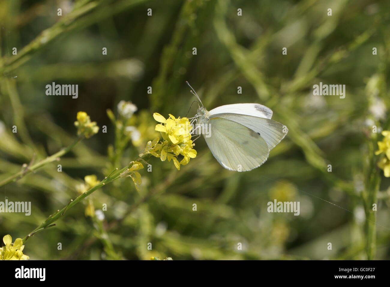 Chou blanc papillon, Californie Banque D'Images
