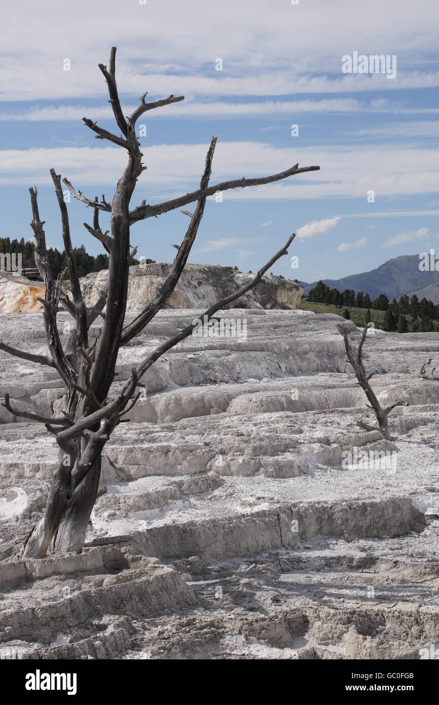 Les arbres morts sur la terrasse en travertin de Mammoth Hot Springs, Parc National de Yellowstone Banque D'Images