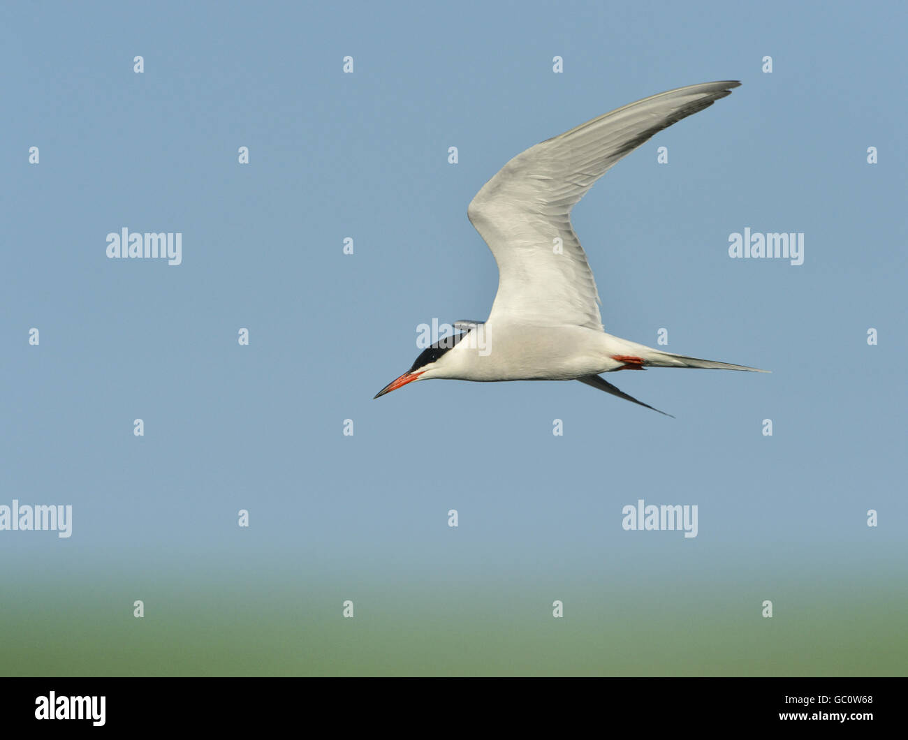 Sterne pierregarin - Sterna hirundo Banque D'Images