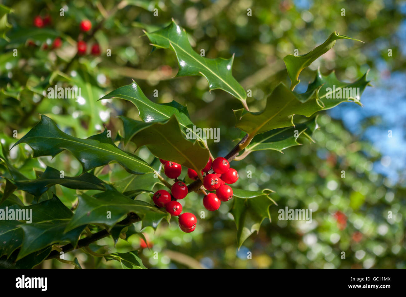 Holly avec red berries growing on tree. L'Ilex. Banque D'Images Holly avec red berries growing on tree. L'Ilex. Banque D'Images