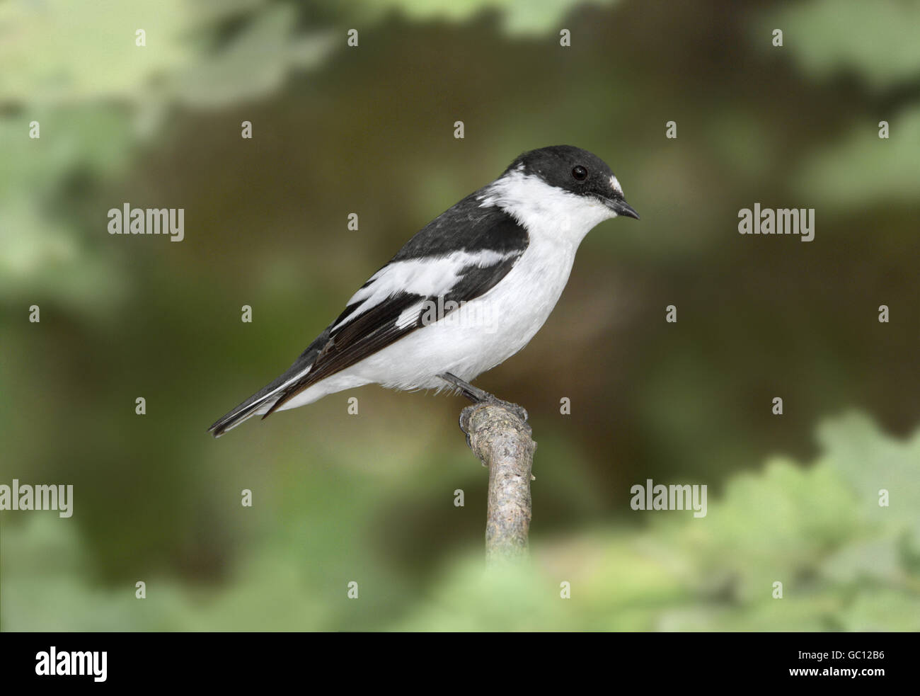 Moucherolle à ventre semi - Ficedula semitorquata - mâle Banque D'Images