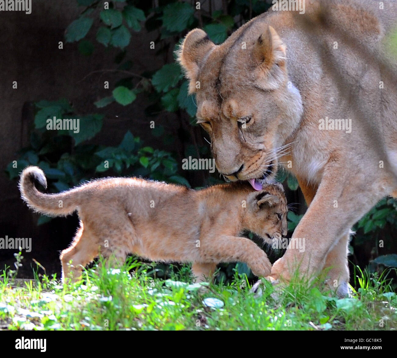 ABI, une lionne asiatique de 10 ans avec un de ses deux petits de 10 semaines au zoo de Londres. Les petits hommes et femmes rares, encore non nommés, ont été captés par un lion nommé Lucifer, 6 et seront présentés à lui demain. Banque D'Images