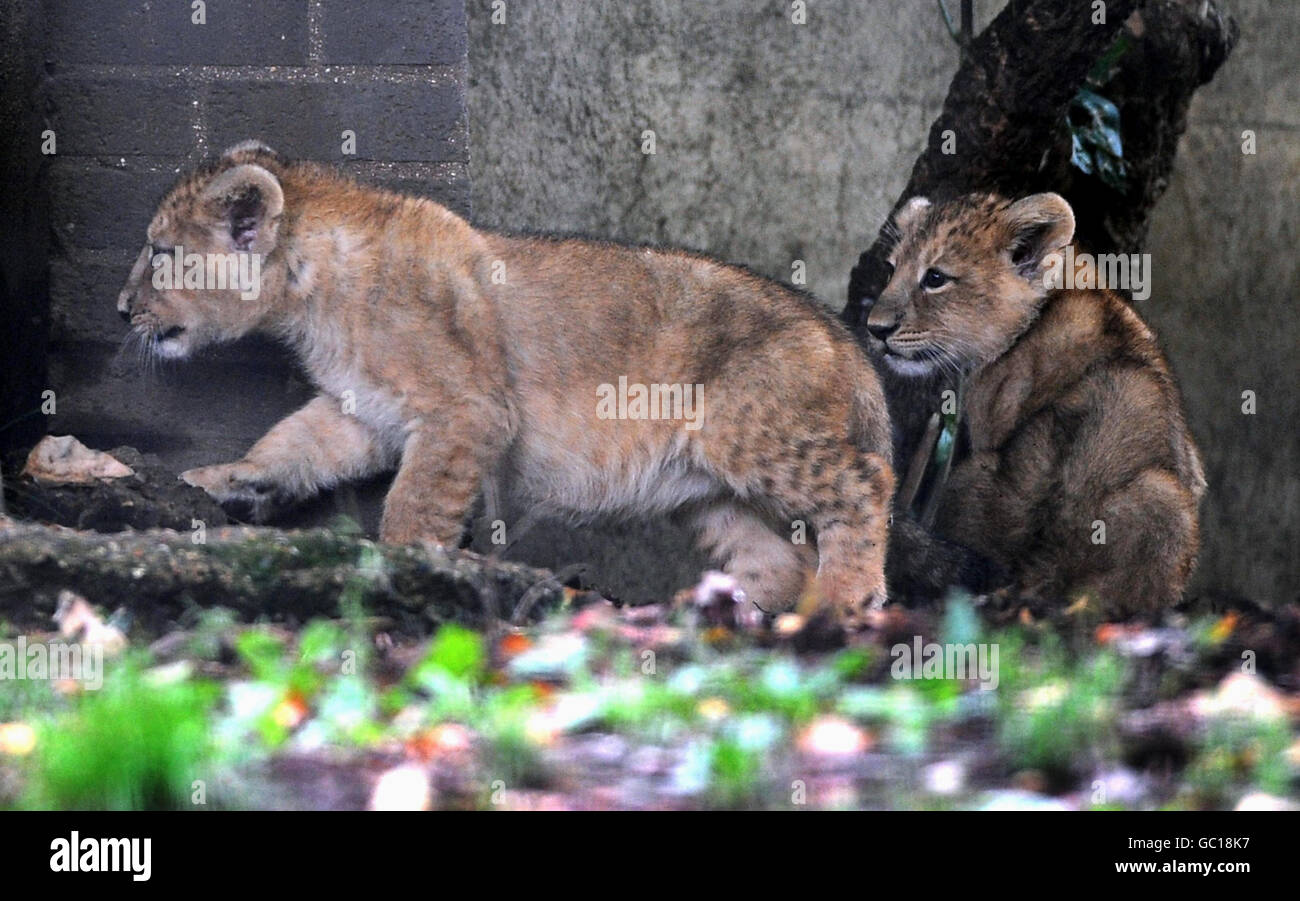 Deux petits lions d'Asie âgés de 10 semaines au zoo de Londres.Les petits hommes et femmes rares, encore non nommés, ont été captés par un lion nommé Lucifer, 6 et seront présentés à lui demain. Banque D'Images