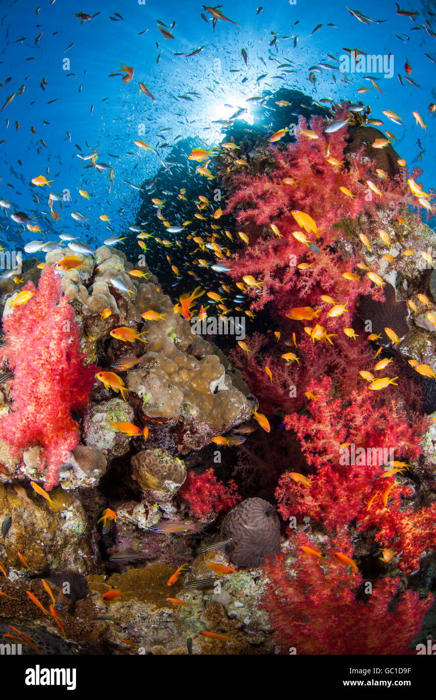 Coraux Mous, récif de corail dur. Les poissons, paysages sous-marins. Banque D'Images