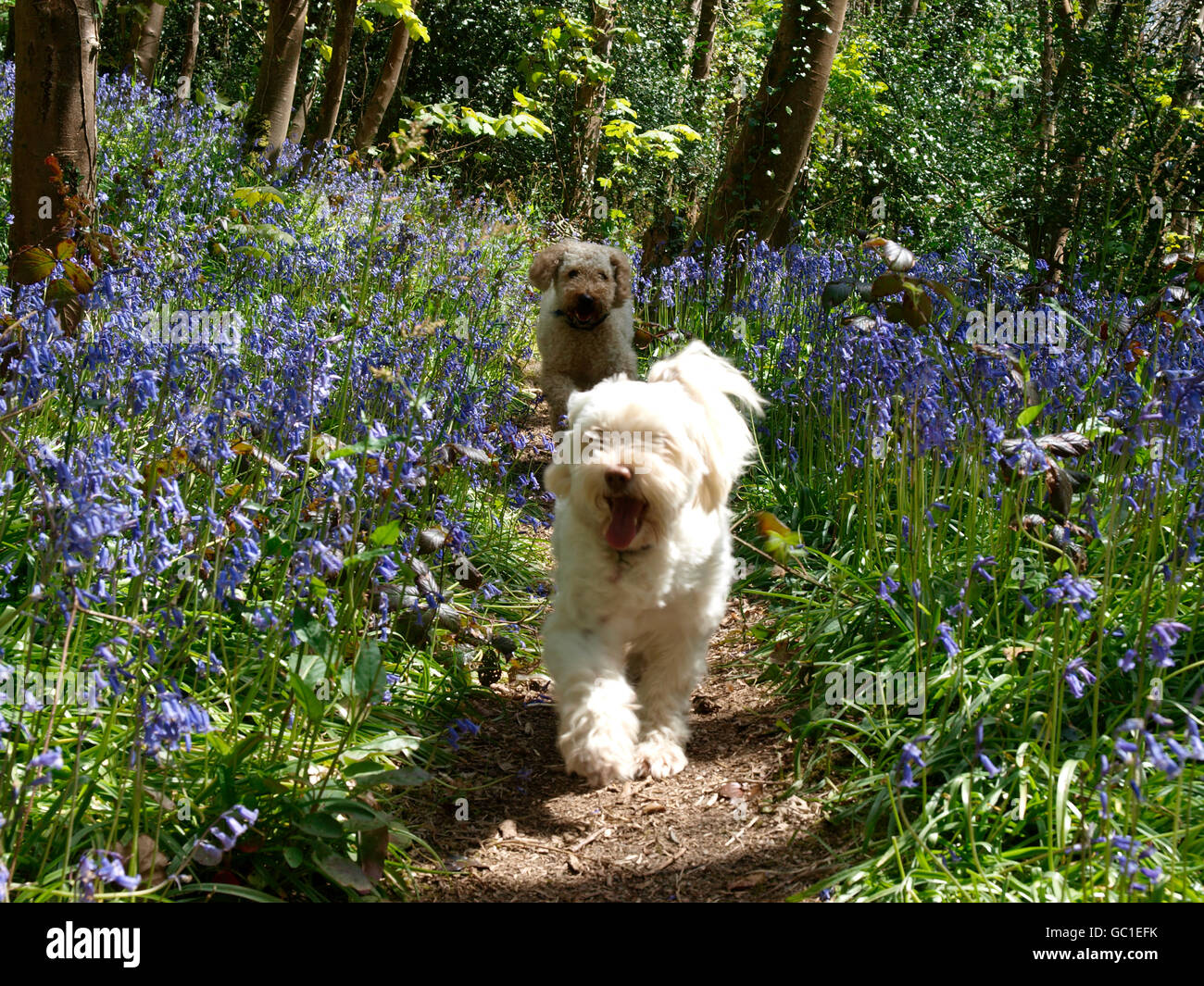 Deux chiens qui courent à travers bois plein de bluebells, Cornwall, UK Banque D'Images