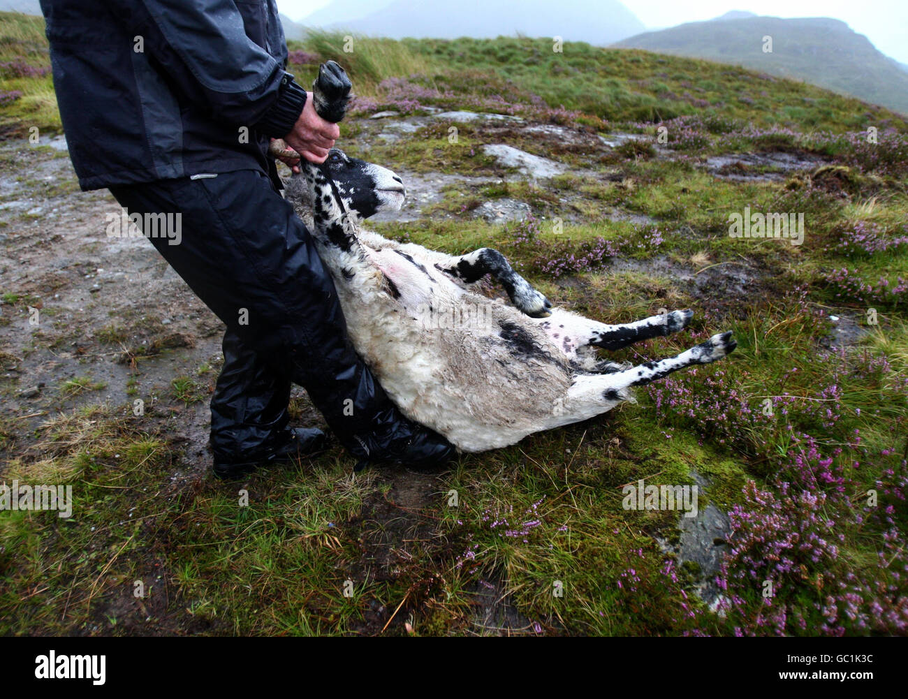 Shepherd Neil Campbell, haut dans les montagnes au-dessus de Loch Lomond, au travail en cisaillant une ruckie Scottish Black face Sheep à Cailness, en Écosse centrale. Une ruckie est une brebis qui a été manquée à la coupure. Banque D'Images