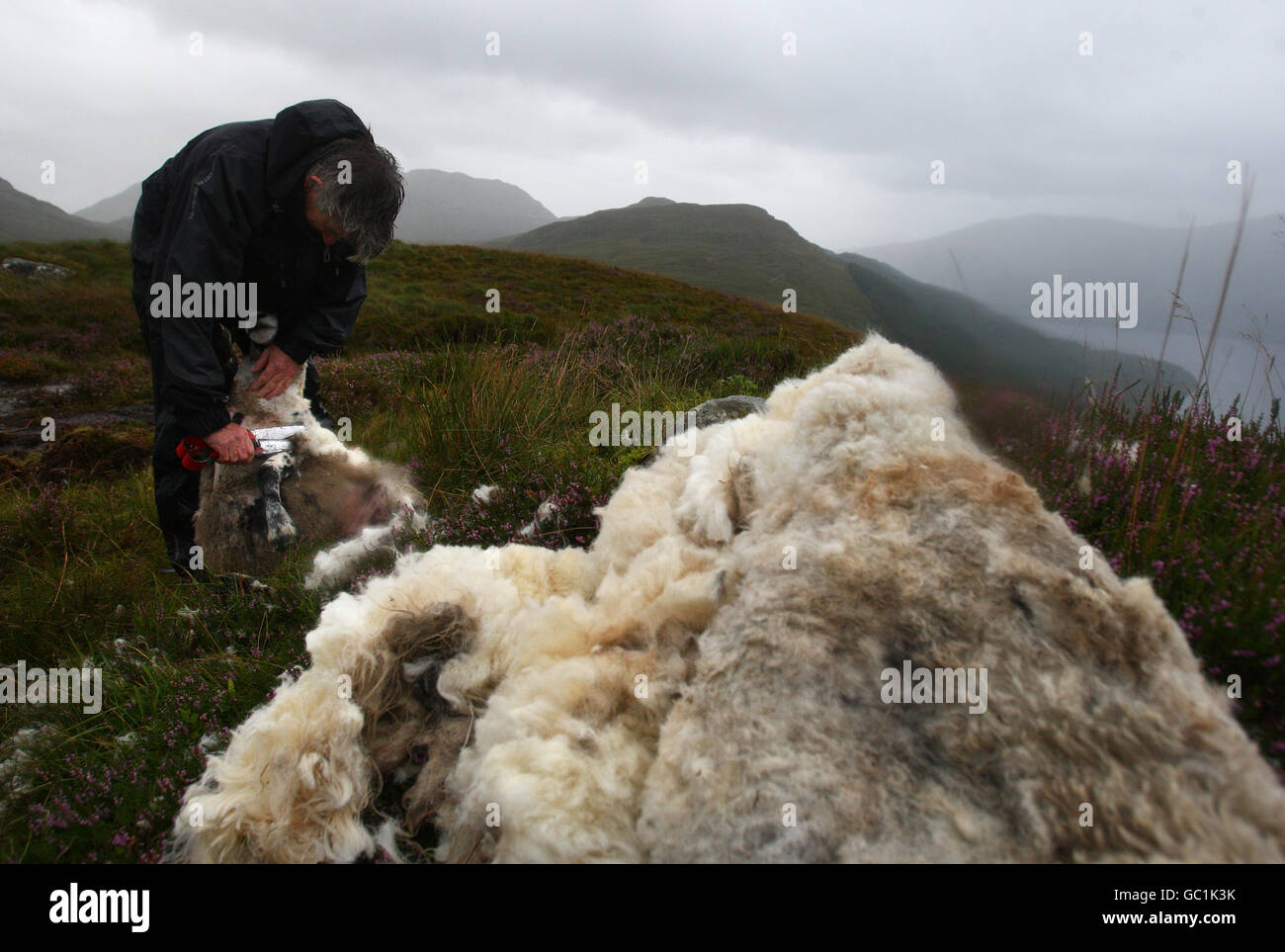 Shepherd Neil Campbell, haut dans les montagnes au-dessus de Loch Lomond, au travail en cisaillant une ruckie Scottish Black face Sheep à Cailness, en Écosse centrale. Une ruckie est une brebis qui a été manquée à la coupure. Banque D'Images