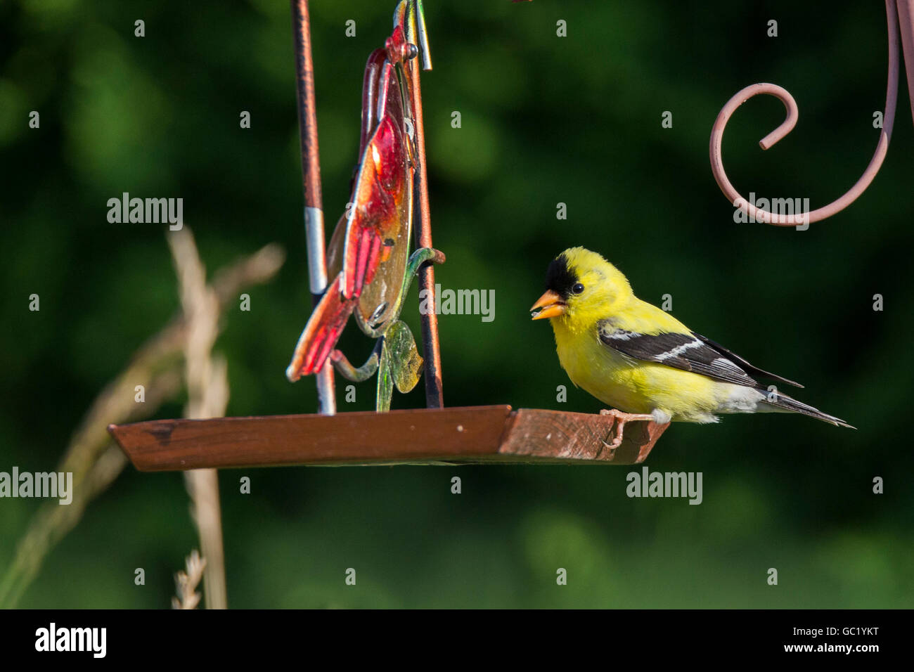 Deux mâles Chardonneret jaune (Carduelis tristis) convoyeur au Banque D'Images