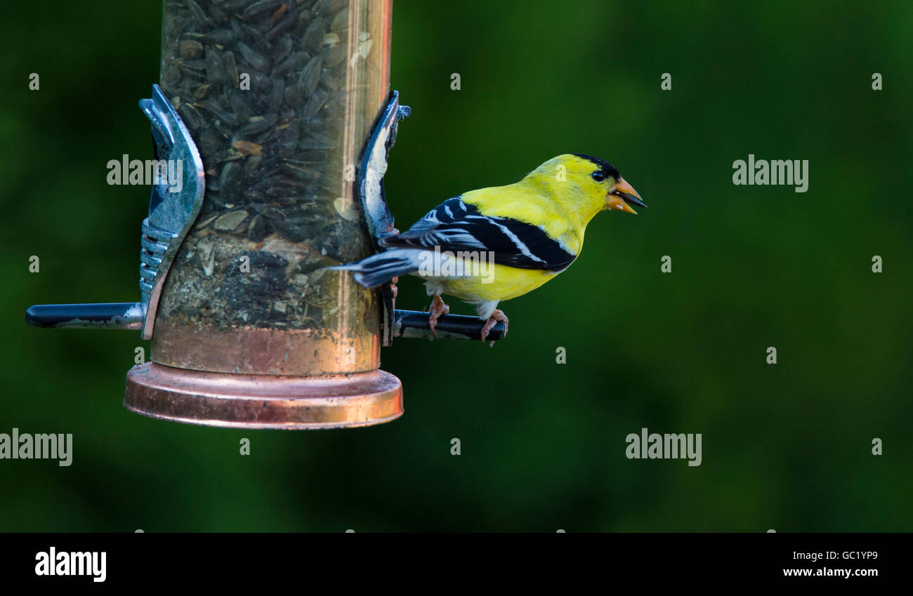 Chardonneret jaune (Carduelis tristis) convoyeur au Banque D'Images