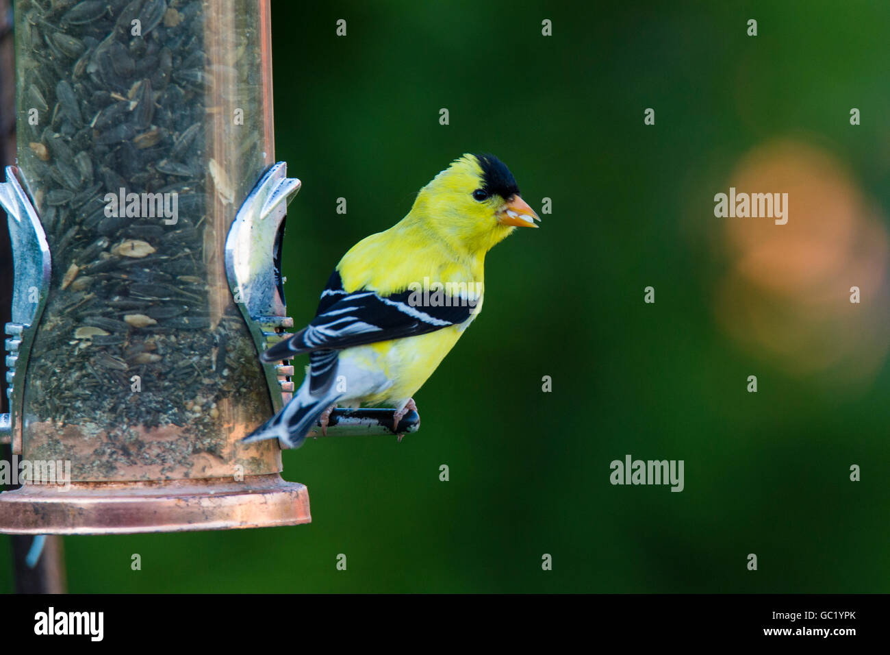 Chardonneret jaune (Carduelis tristis) convoyeur au Banque D'Images