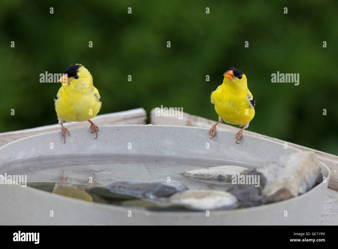Deux mâles Chardonneret jaune (Carduelis tristis) eau potable. Banque D'Images
