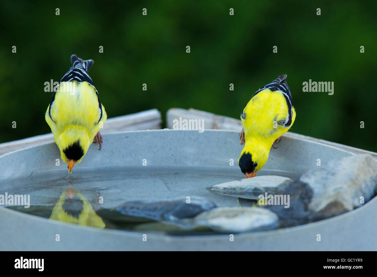 Deux mâles Chardonneret jaune (Carduelis tristis) eau potable. Banque D'Images
