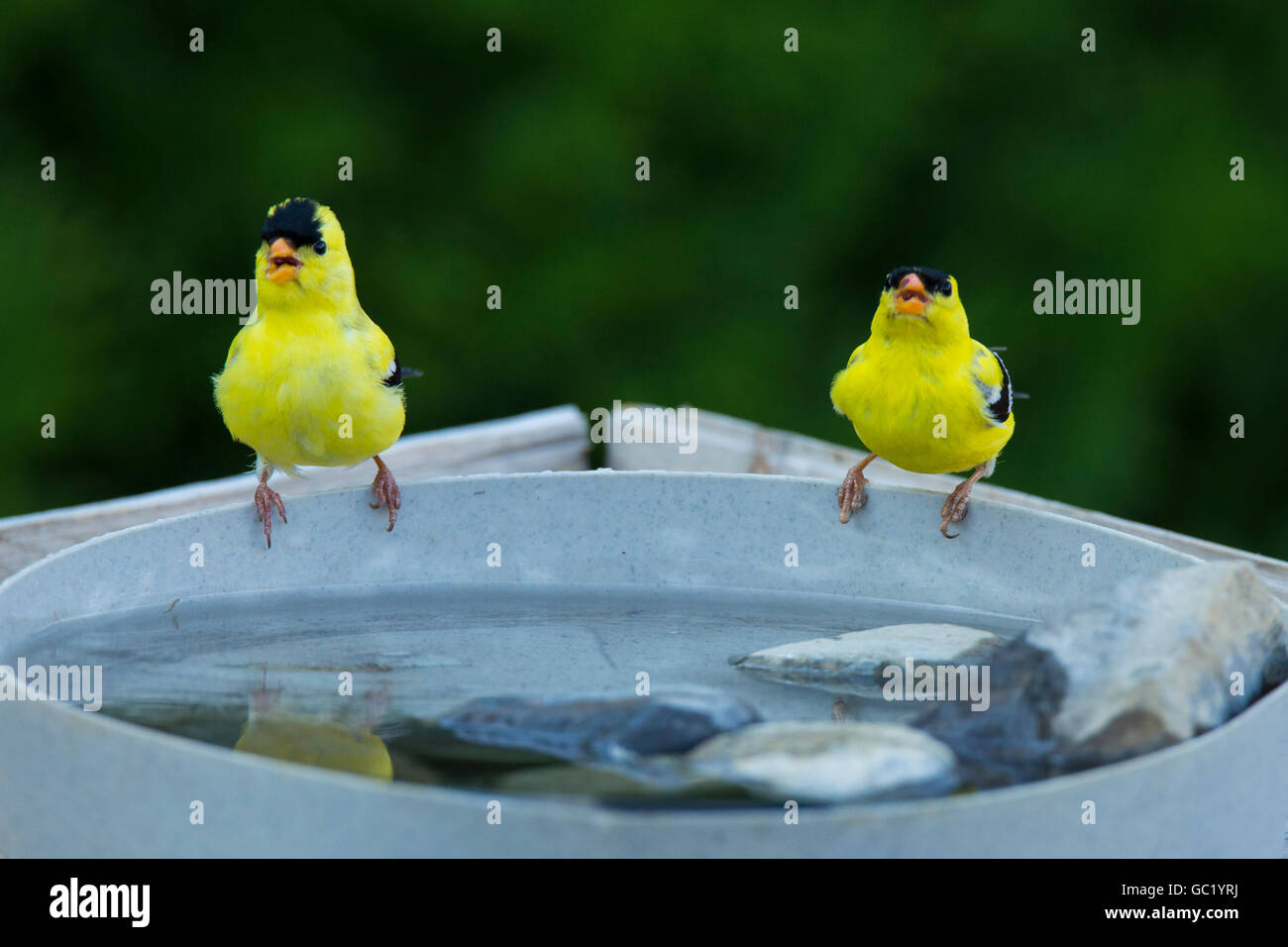 Deux mâles Chardonneret jaune (Carduelis tristis) eau potable. Banque D'Images