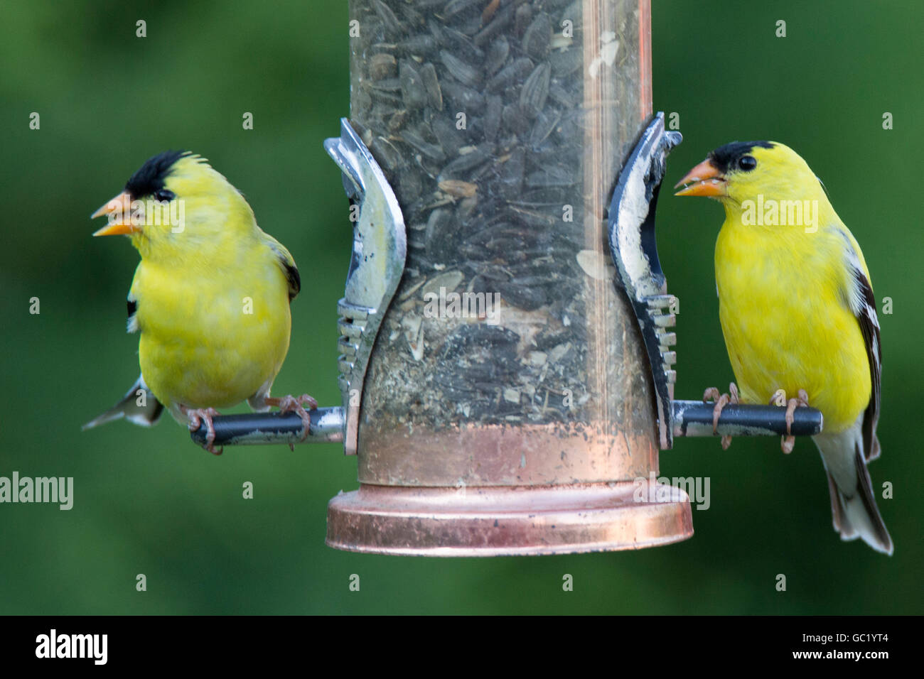 Deux mâles Chardonneret jaune (Carduelis tristis) convoyeur au Banque D'Images