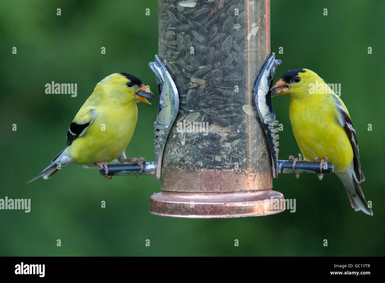 Deux mâles Chardonneret jaune (Carduelis tristis) convoyeur au Banque D'Images