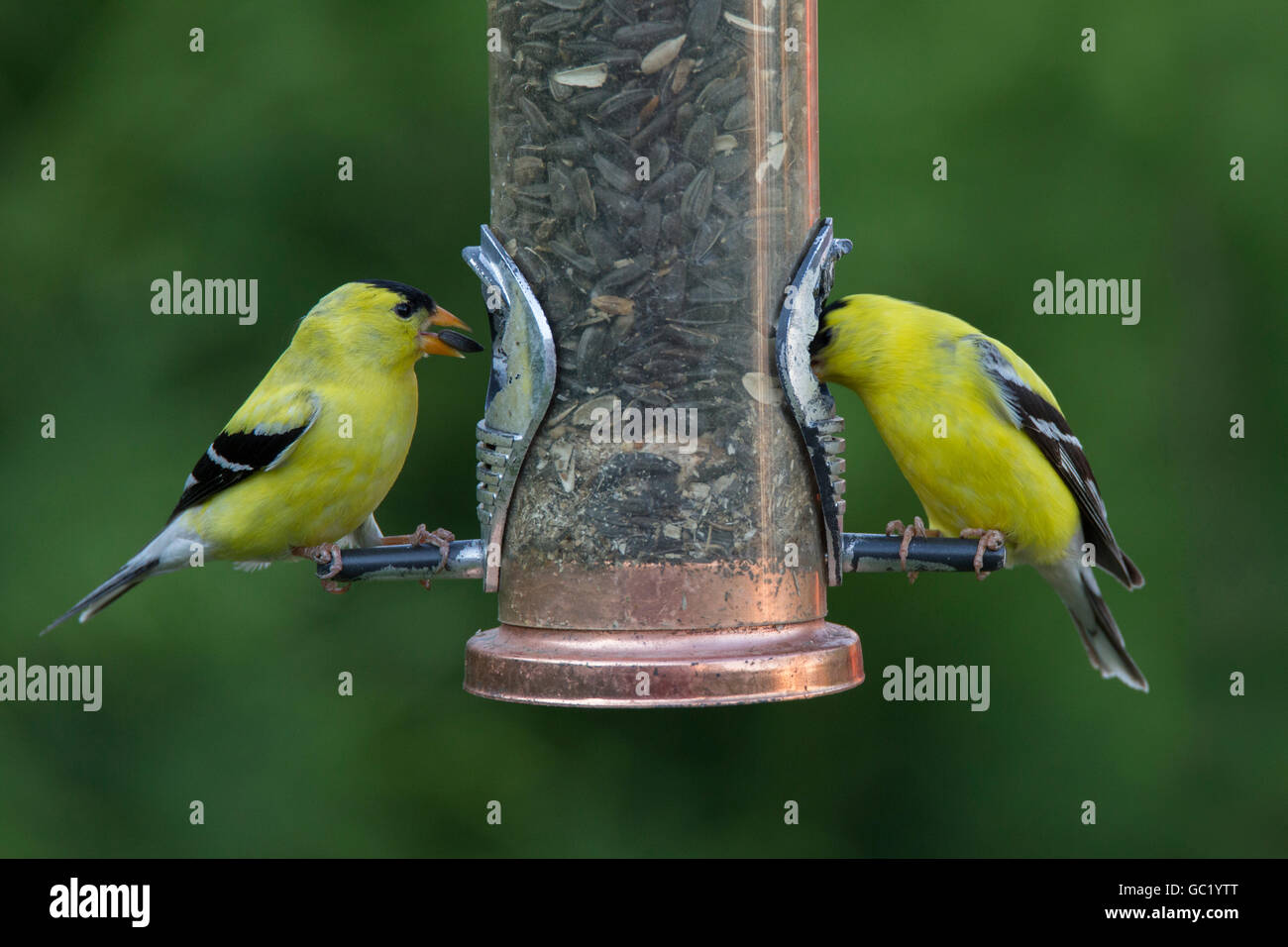 Deux mâles Chardonneret jaune (Carduelis tristis) convoyeur au Banque D'Images