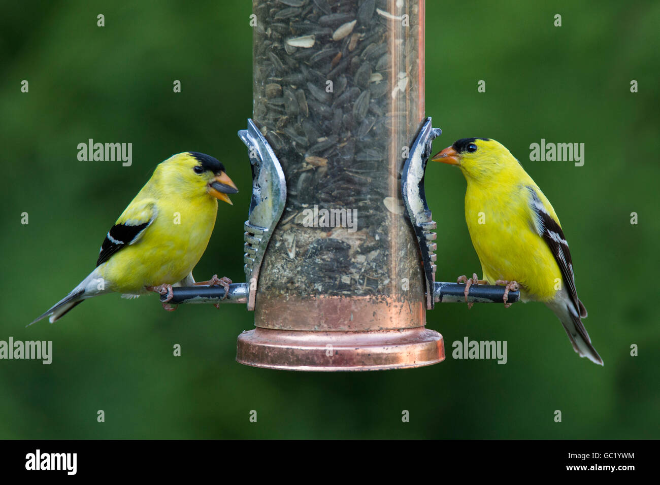 Deux mâles Chardonneret jaune (Carduelis tristis) convoyeur au Banque D'Images