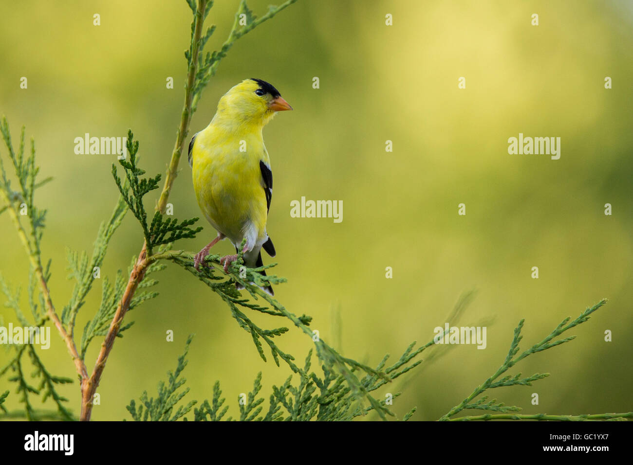Chardonneret jaune (Carduelis tristis) en été Banque D'Images