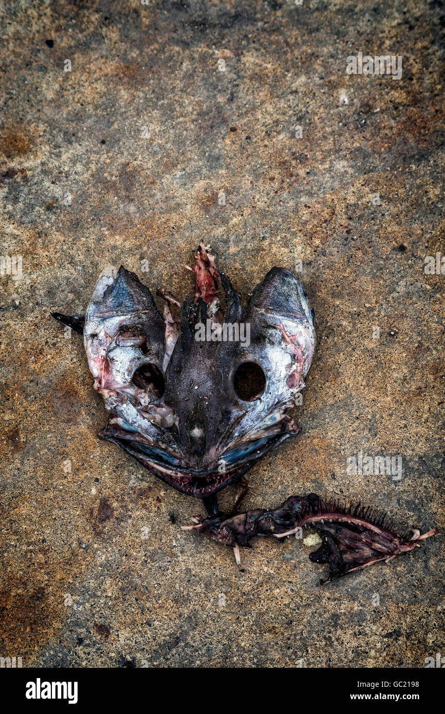 Tête d'un poisson mort Banque D'Images