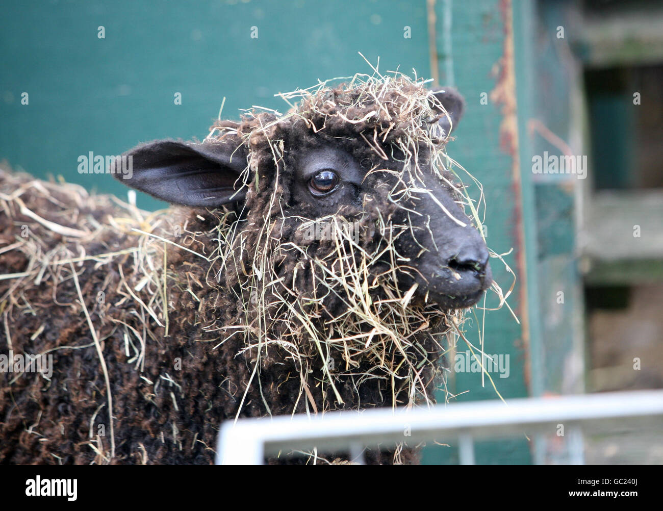 Un mouton apprécie son petit déjeuner à la ferme Vauxhall City à Londres. Banque D'Images