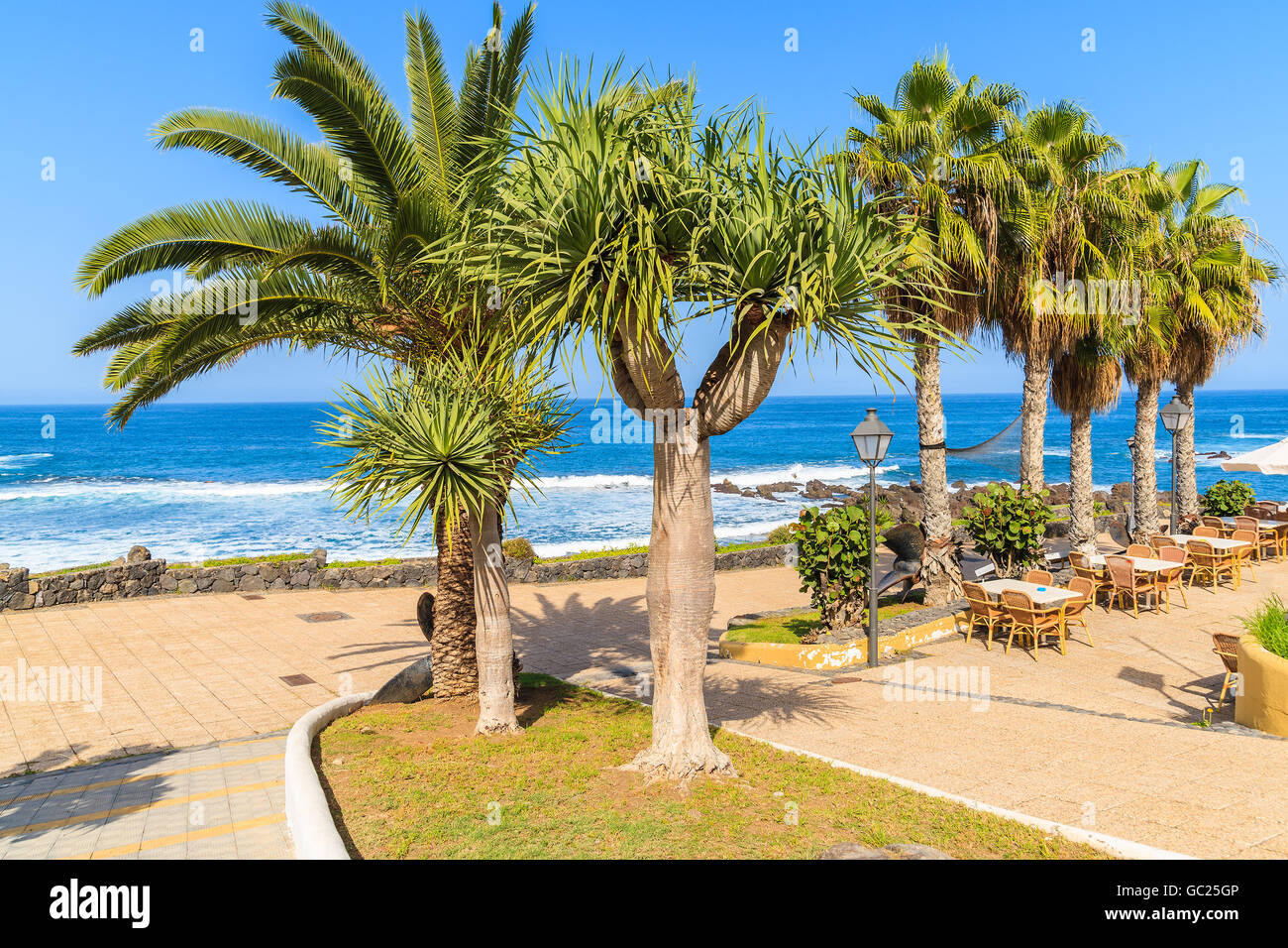 Palmiers et de tables de restaurant sur la promenade côtière à Puerto de la Cruz, Tenerife, Canaries, Espagne Banque D'Images